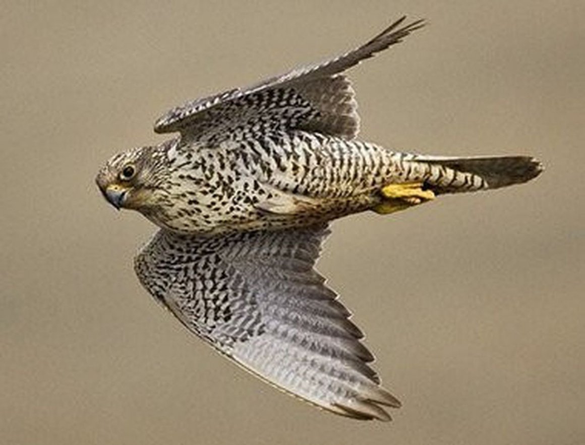 Ястреб тетеревятник альбинос