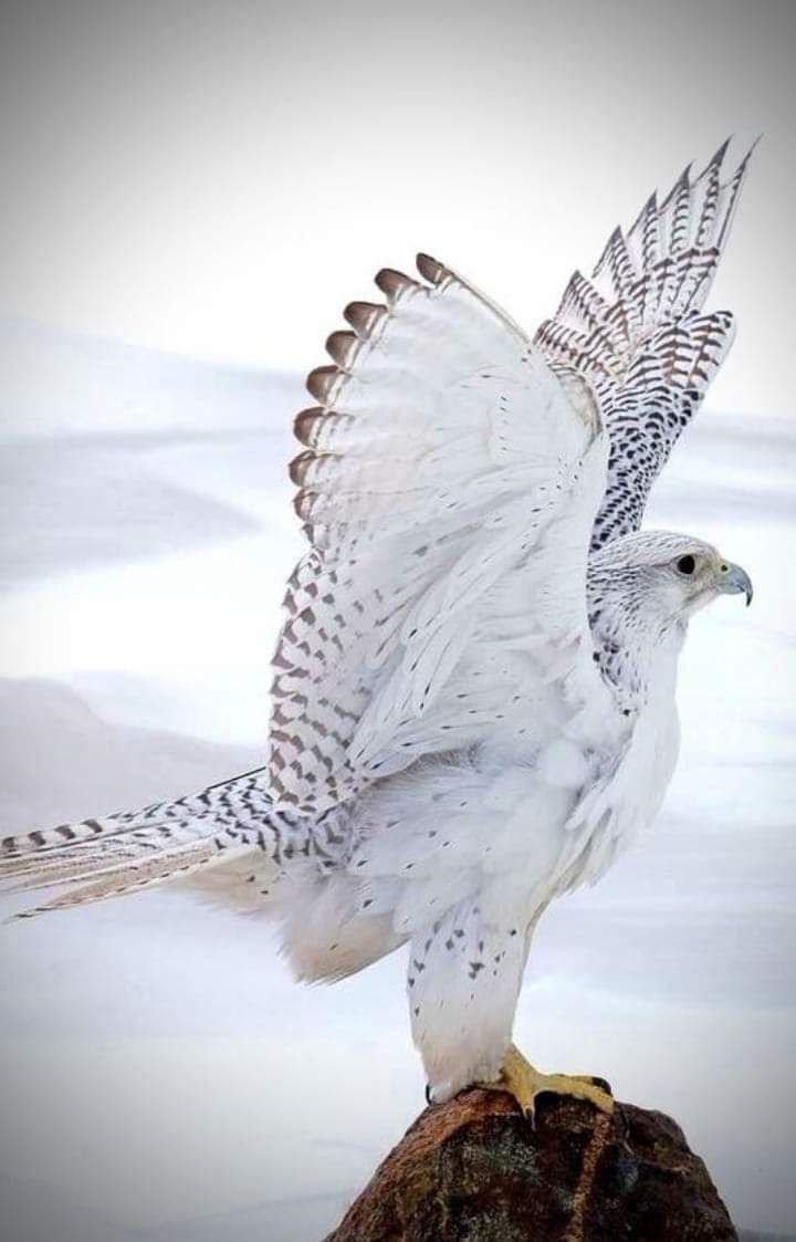 Орлан альбинос