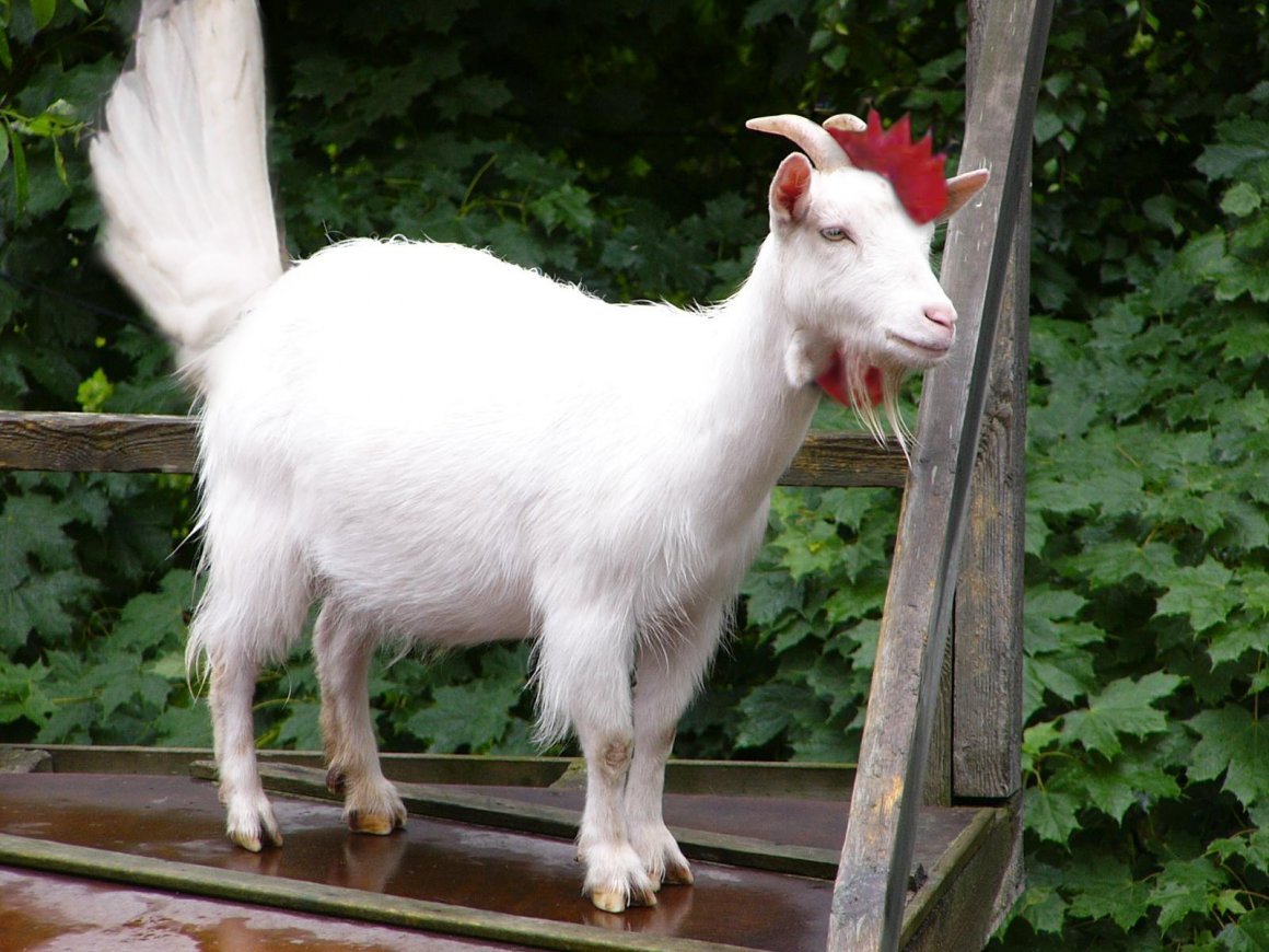 Домашние козы