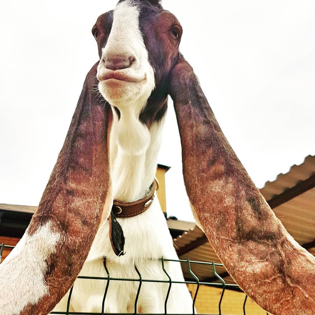 Длинноухие козы Камори