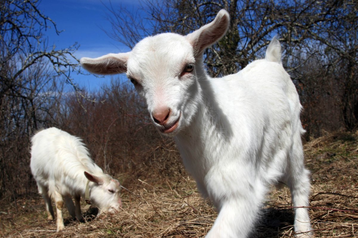 Гулаби козы