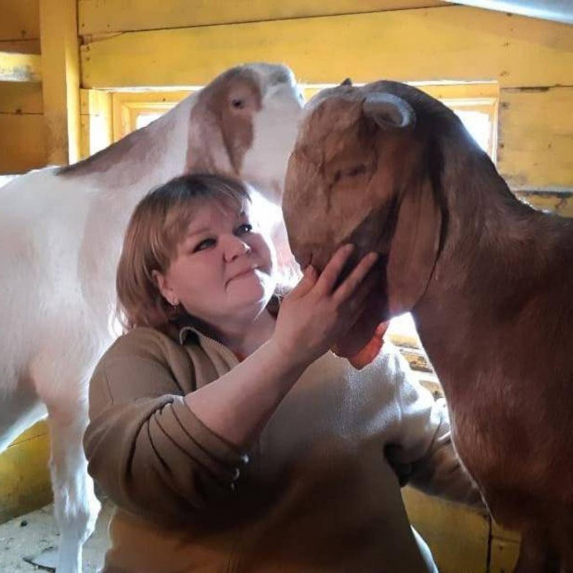 Гулаби козы