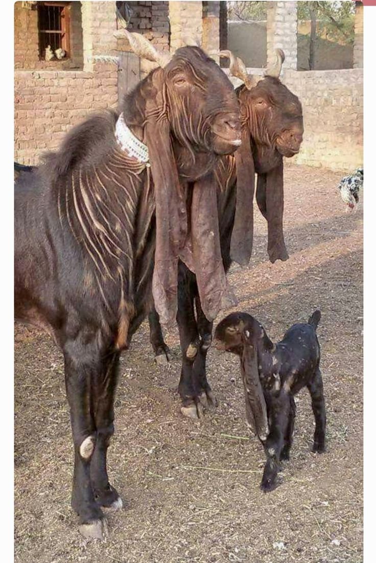 Шами Камори козы