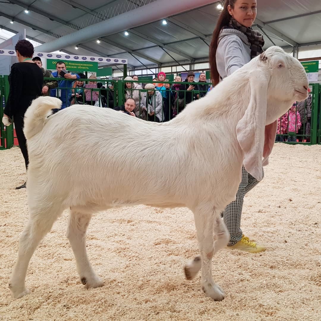 Пакистанские козы гулаби