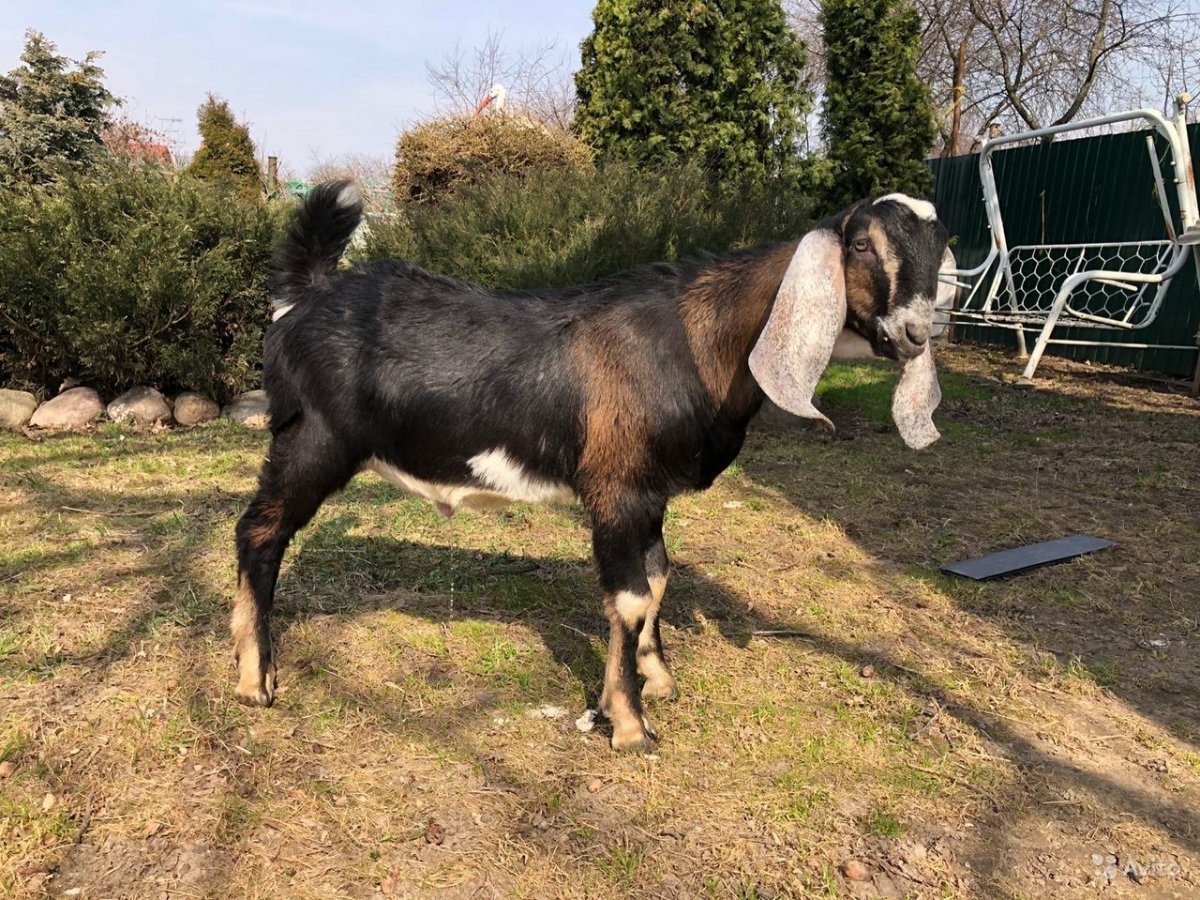 Нубийские козы Шами