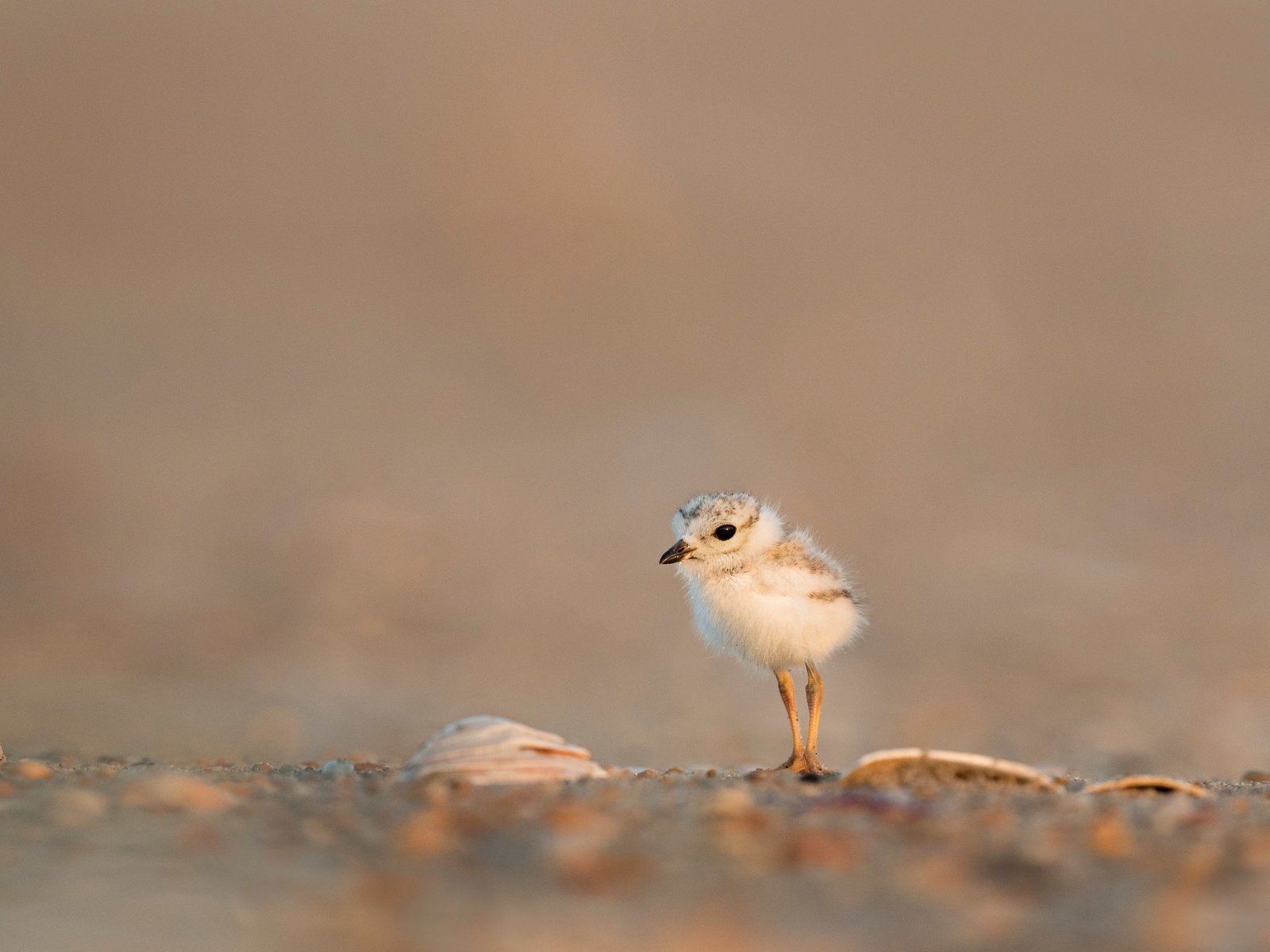 Песчанка птица - 63 фото