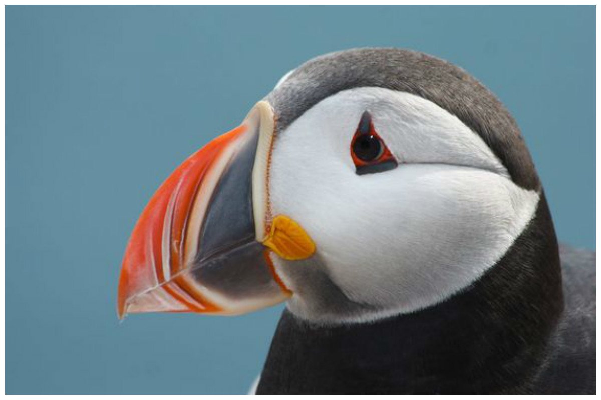 Птичка тупик