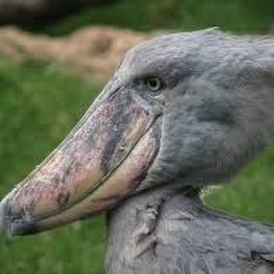 Пеликан китоглав