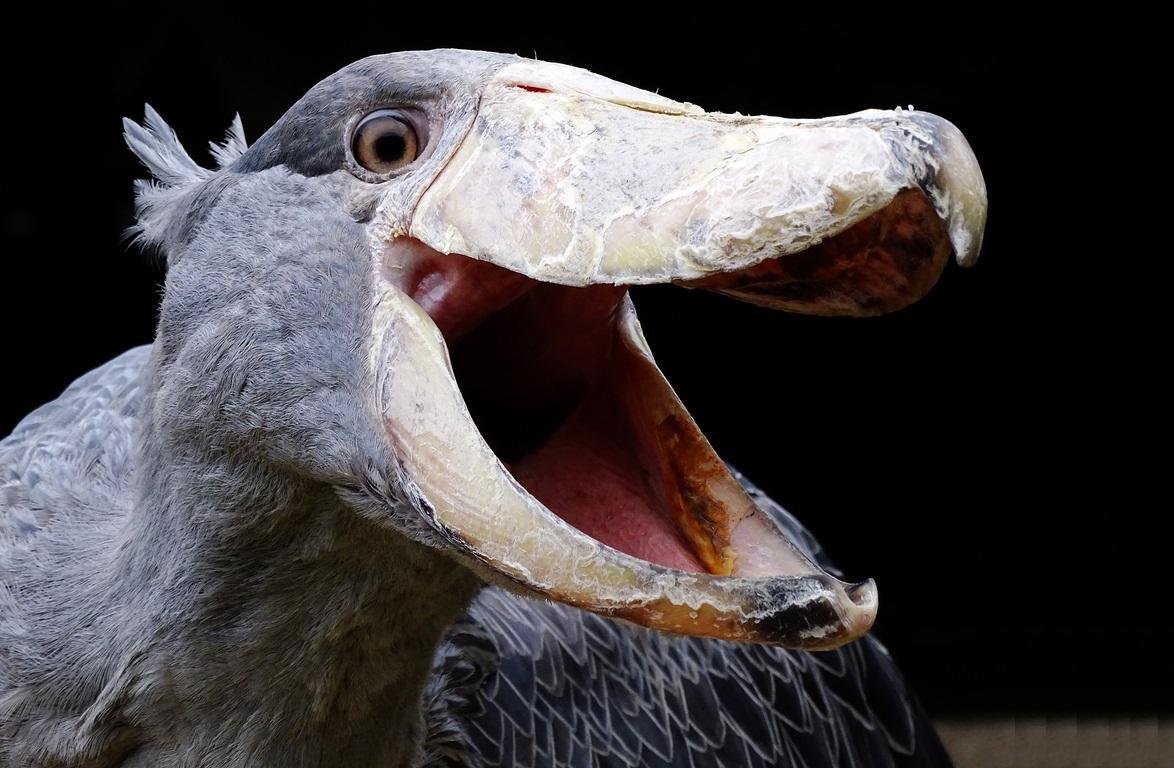 Китоглав скелет