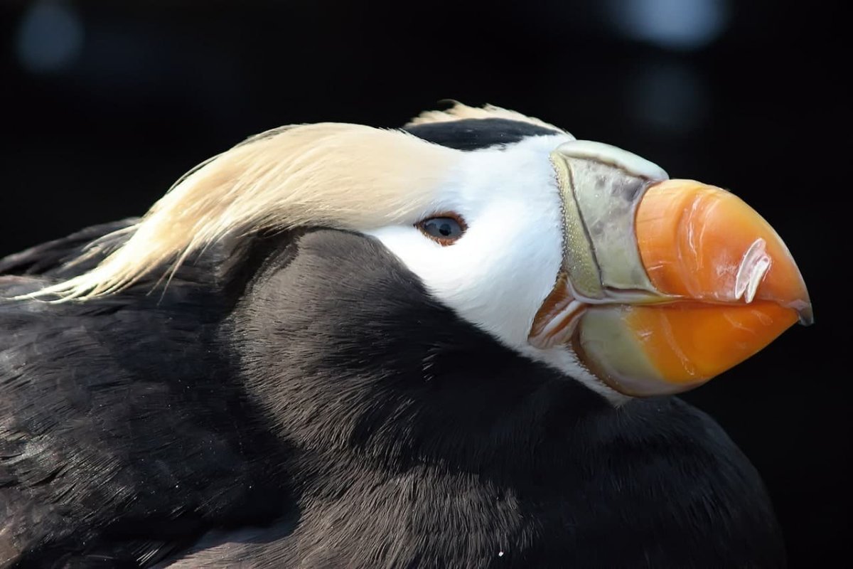 Тупик Топорок