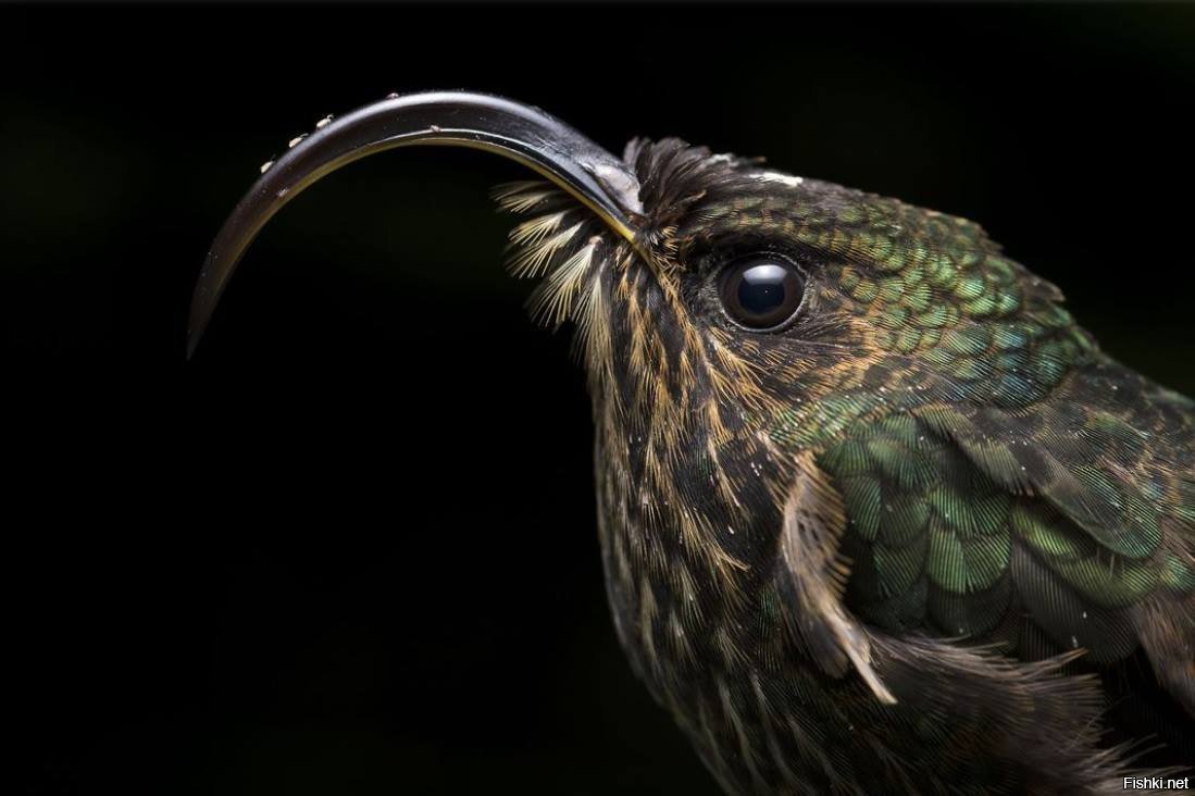 Орлиноклювый Колибри Шри Ланка