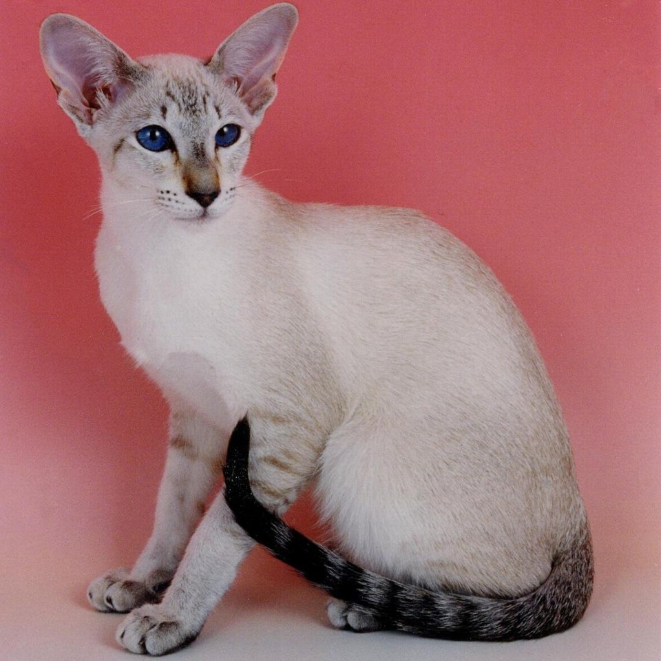 Ориентальная кошка табби Пойнт