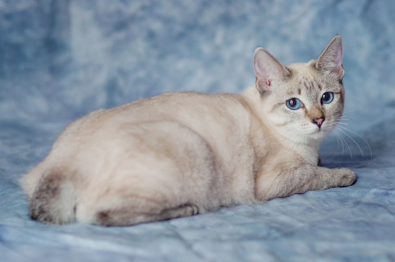 Тайская кошка табби пойнт - 73 фото