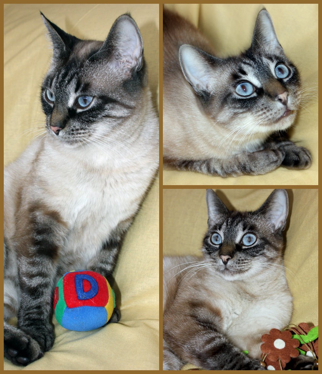 Тайская кошка сил тебби Пойнт