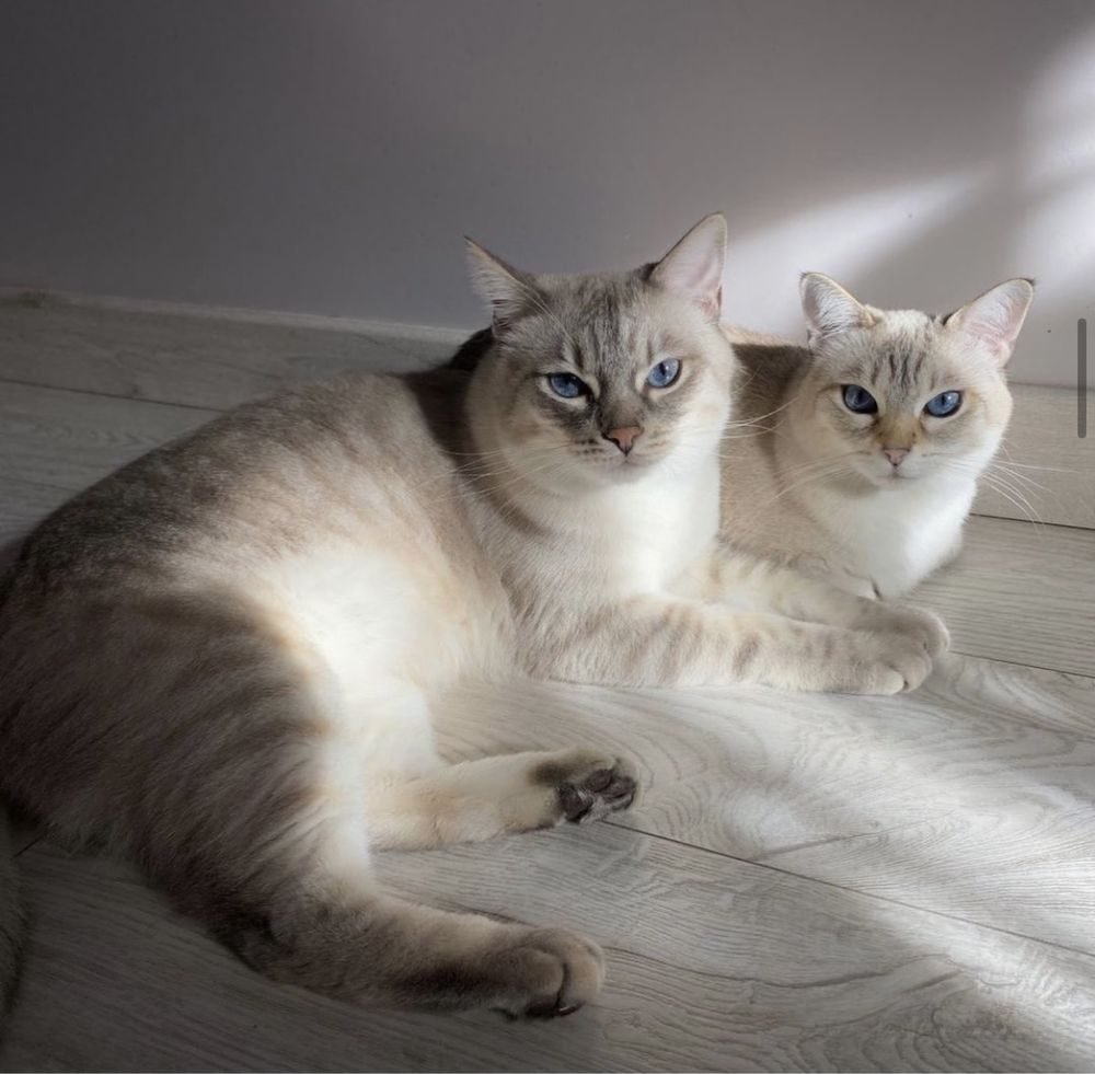 Тайский кот Блю тебби Пойнт