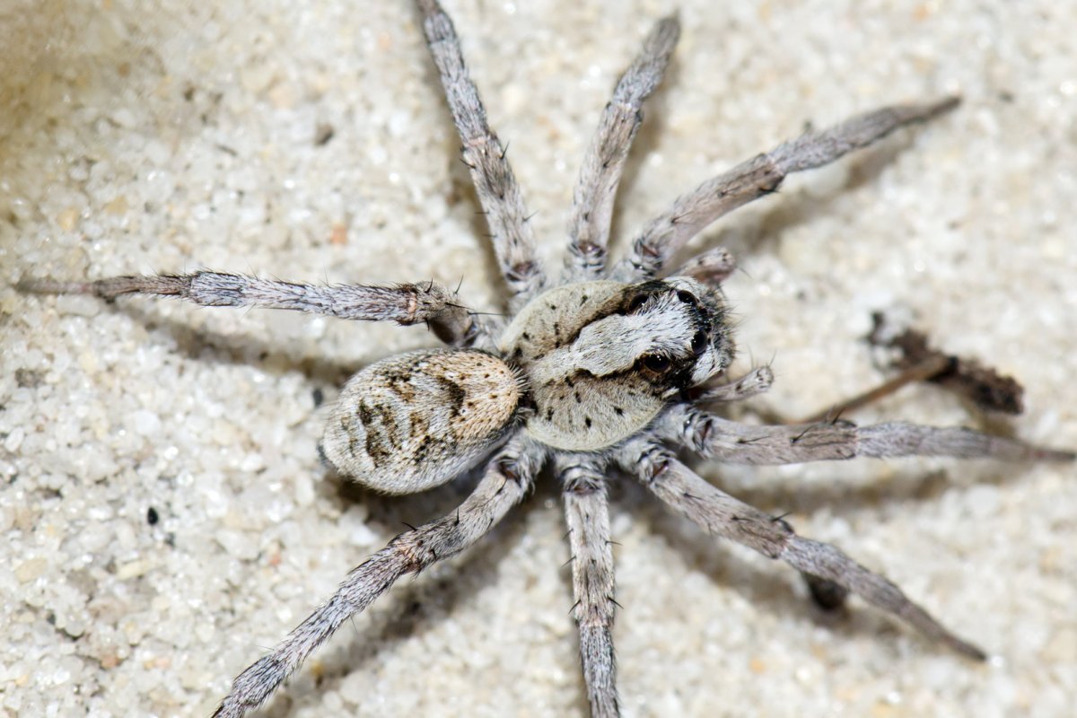 Южнорусский Тарантул