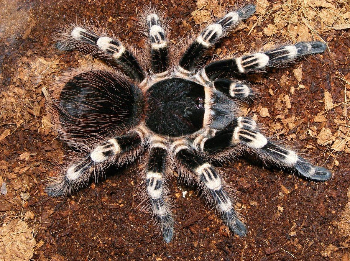 Паук Королевский Phidippus Regius