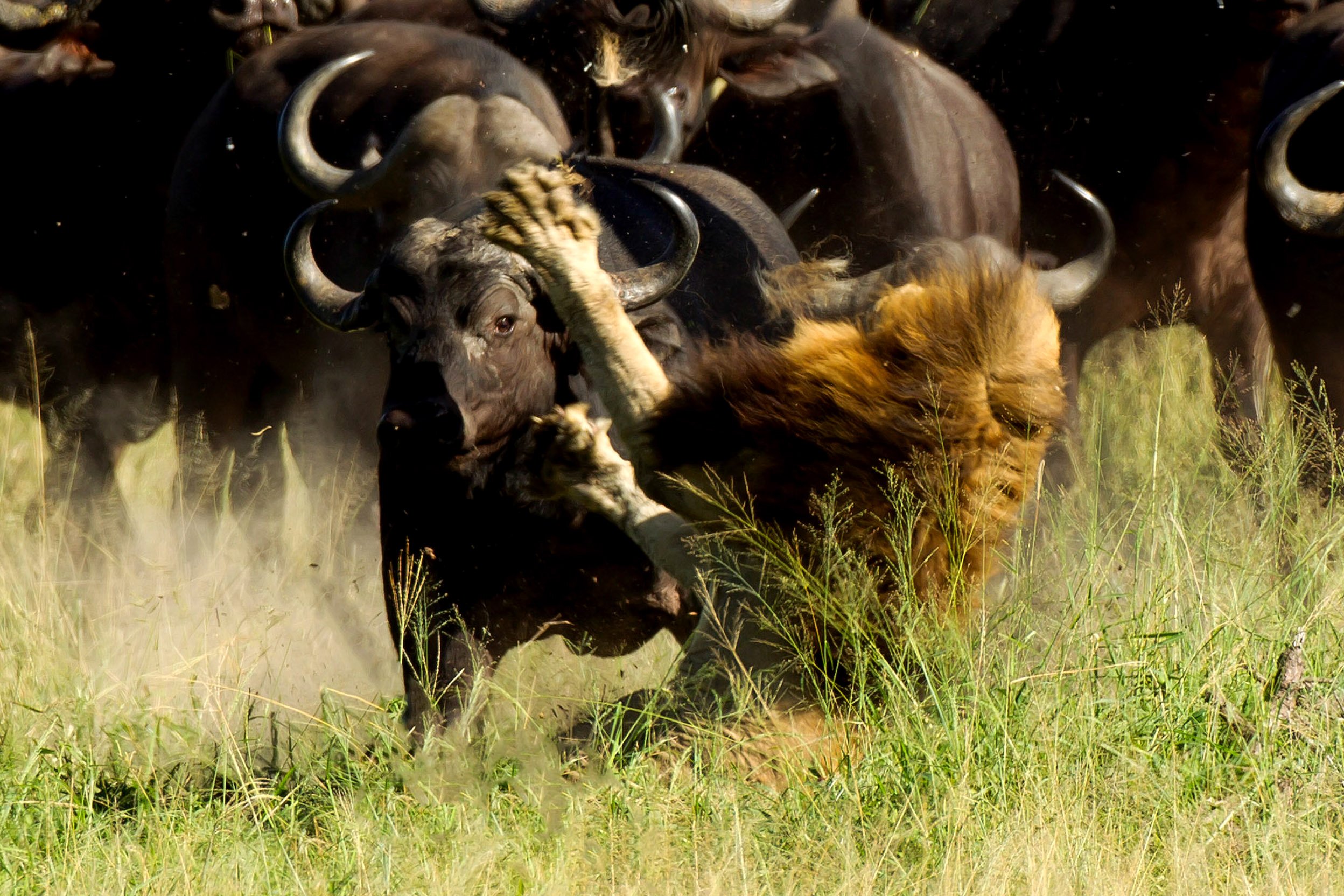 Мир животных буйволы. Африканские Буйволы против Львов. Африканский буйвол стадо. Стадо африканских буйволов.