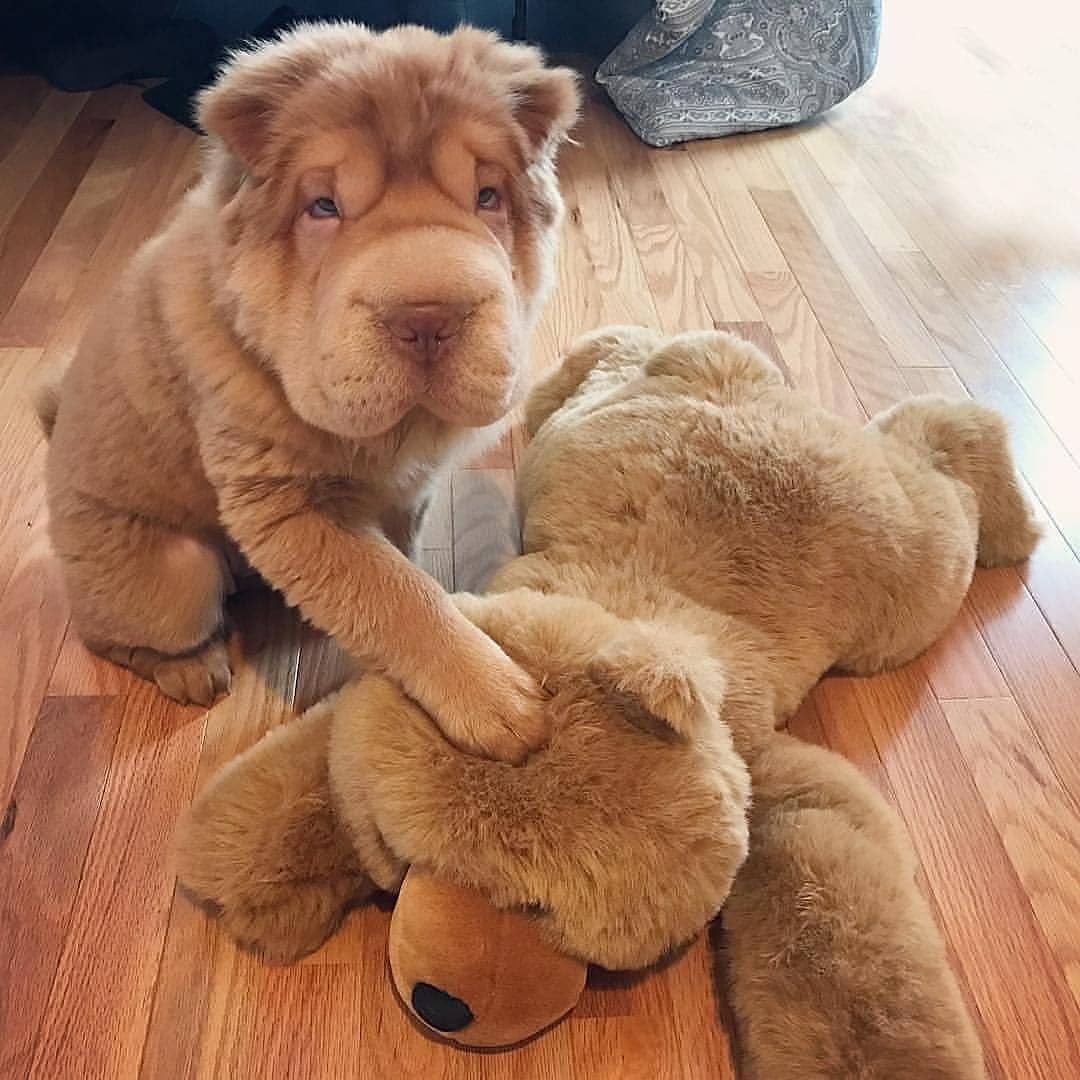 Шарпей длинношерстный