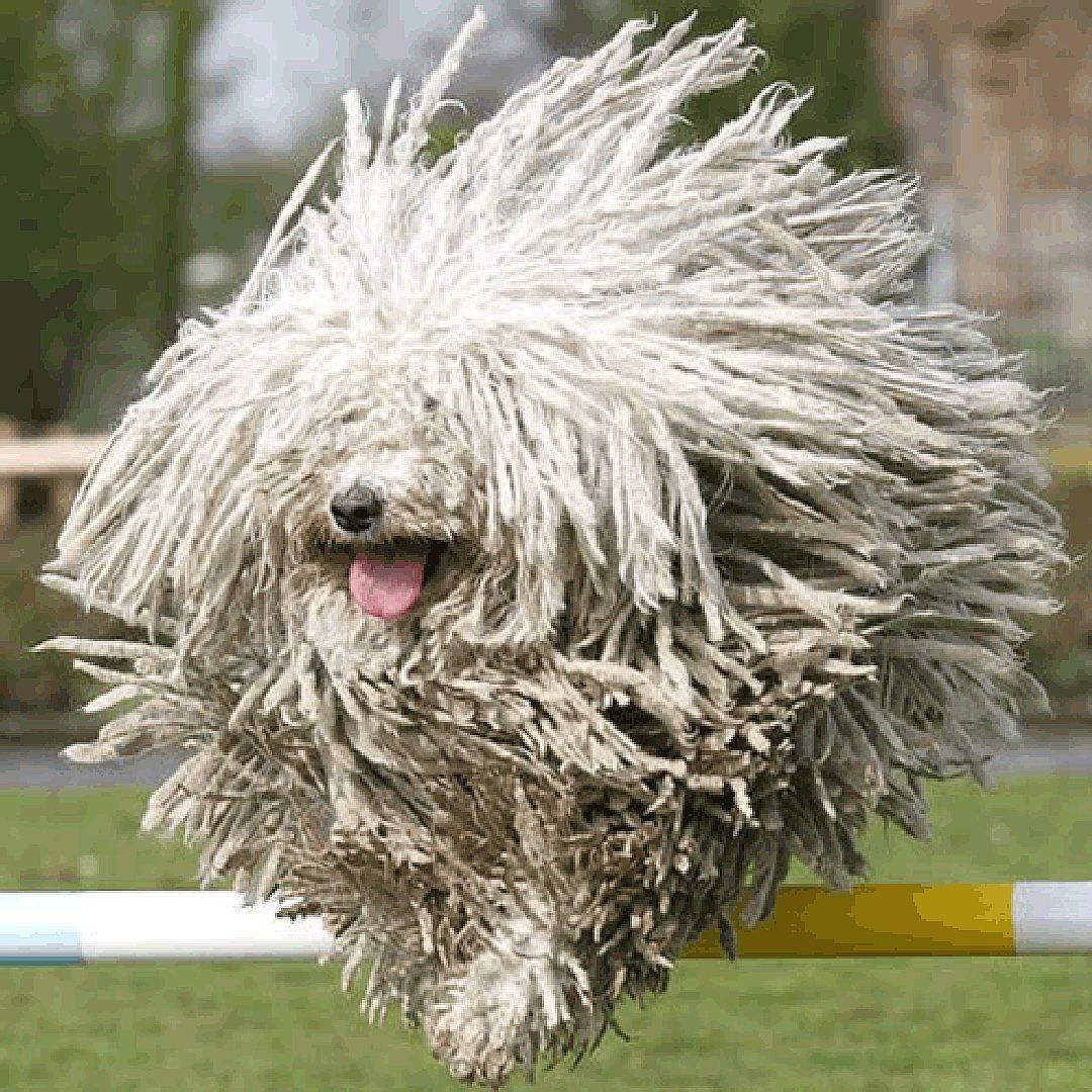 Породы пули (венгерская овчарка)