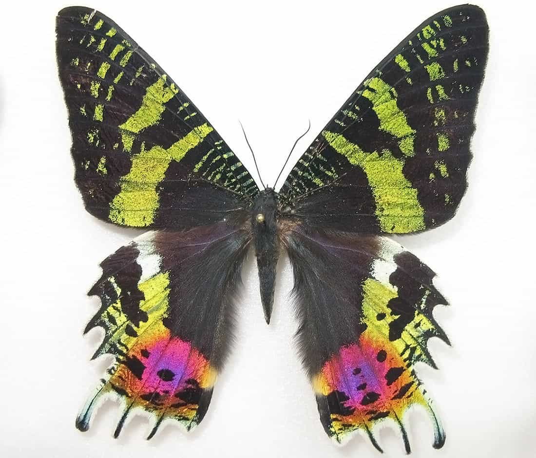 Урания Мадагаскарская (Chrysiridia rhipheus)