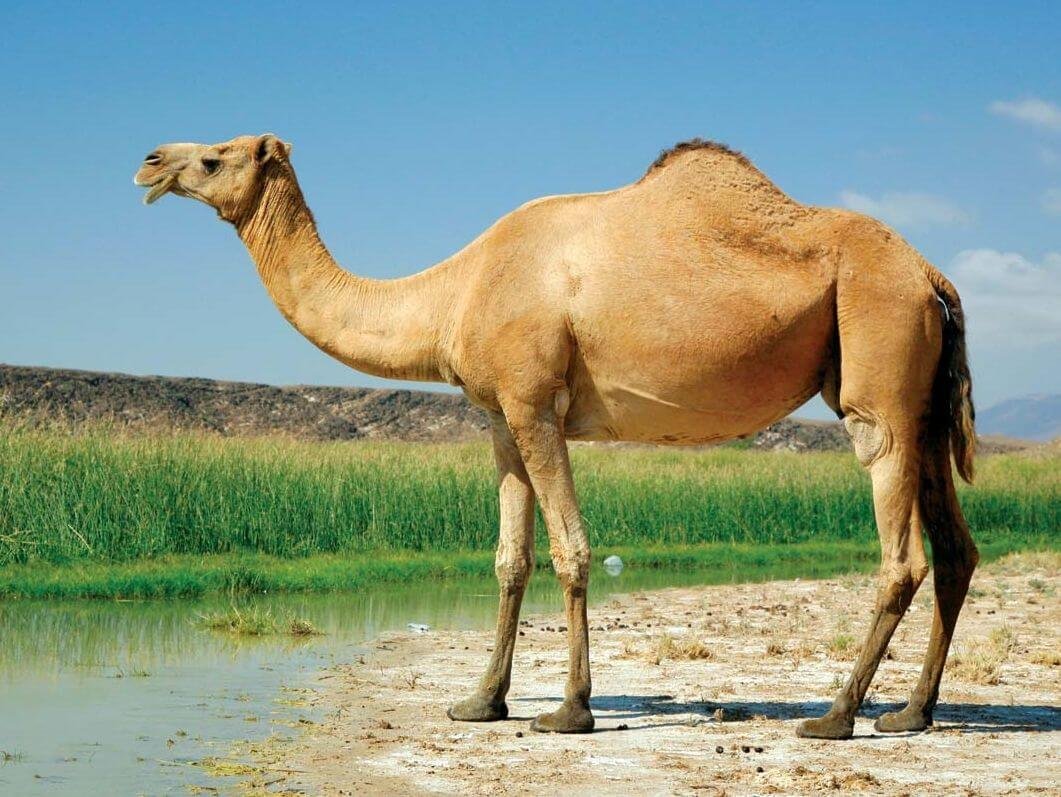 Верблюд идет