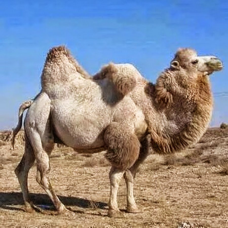 Сафари парк Сочи