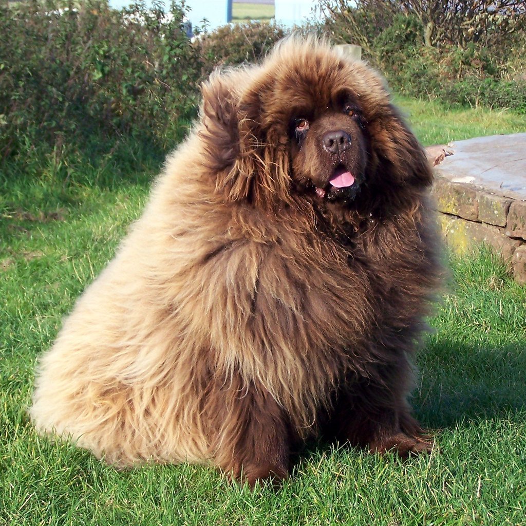 Ньюфаундленд рыжий