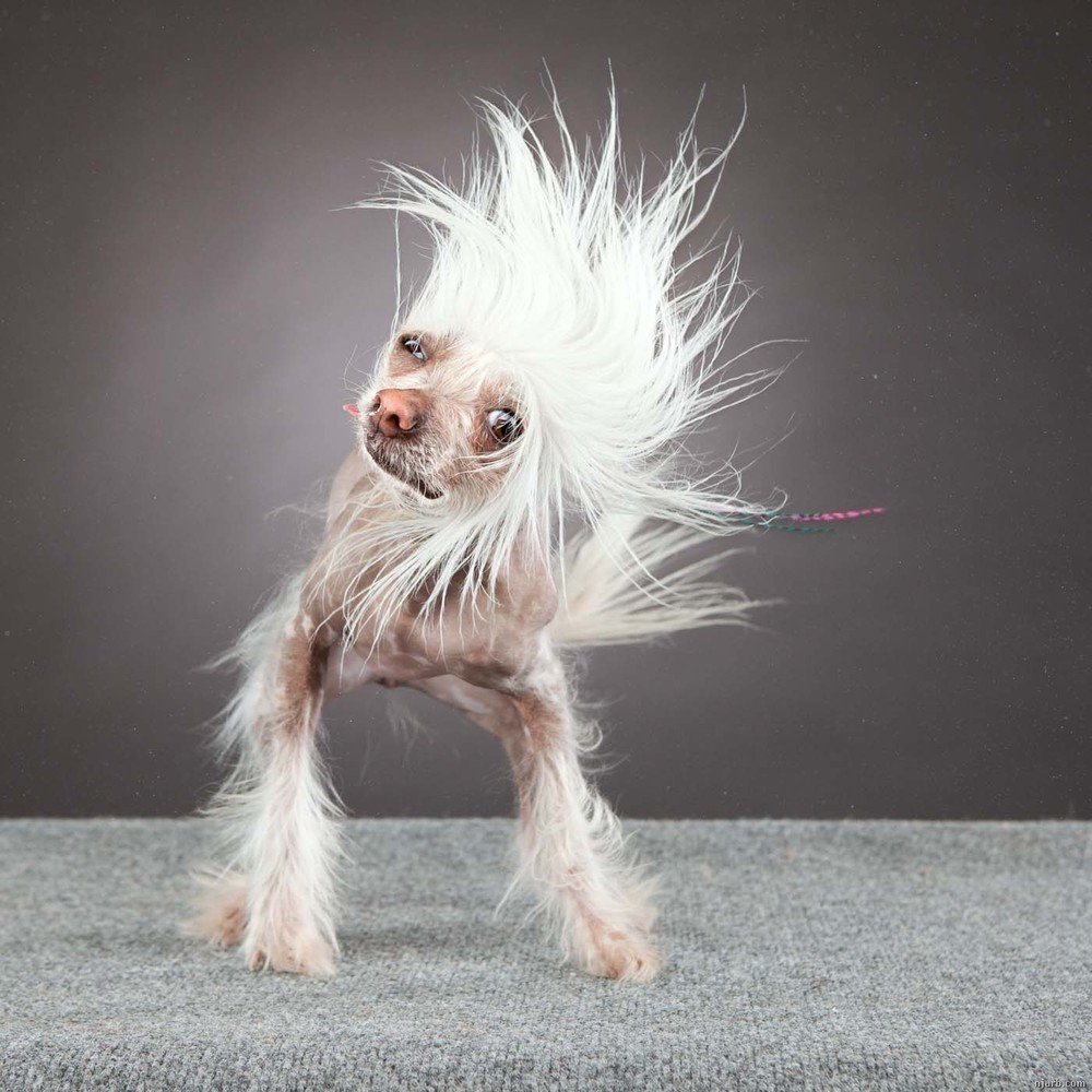 Китайская хохлатая волосатая