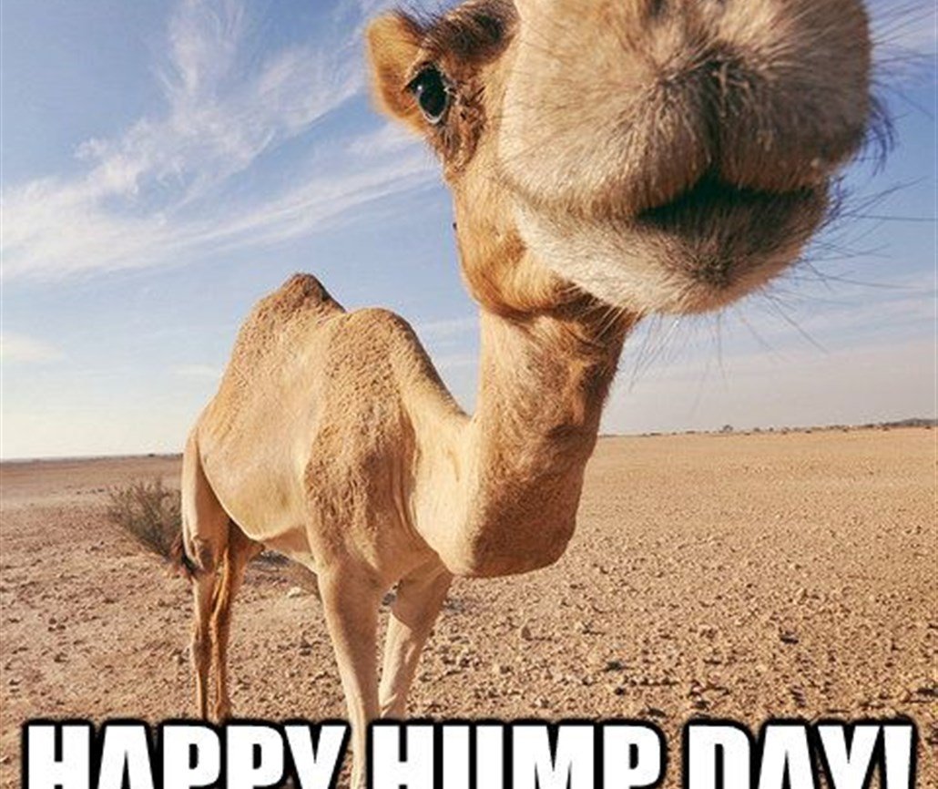 Крутой верблюд