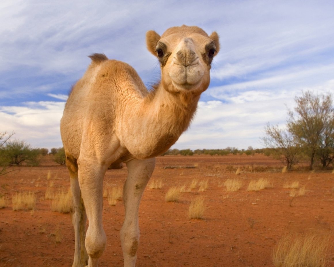 Camelus bactrianus Bactrian Camel