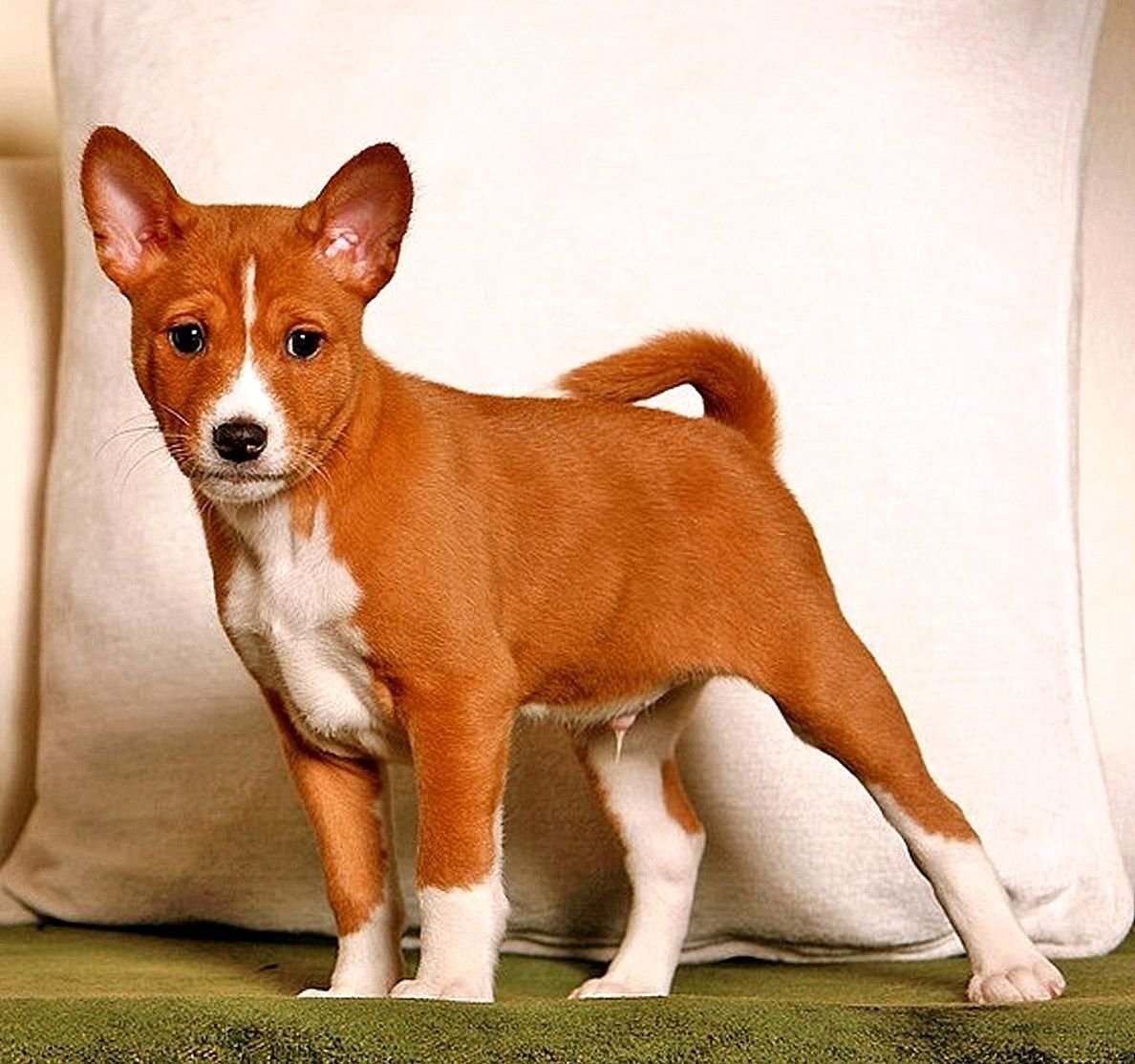 Порода басенджи