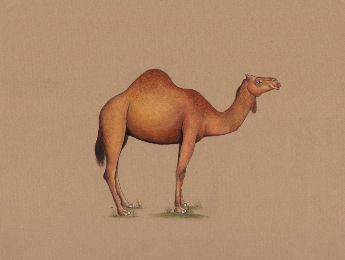 Верблюд одногорбый вектор