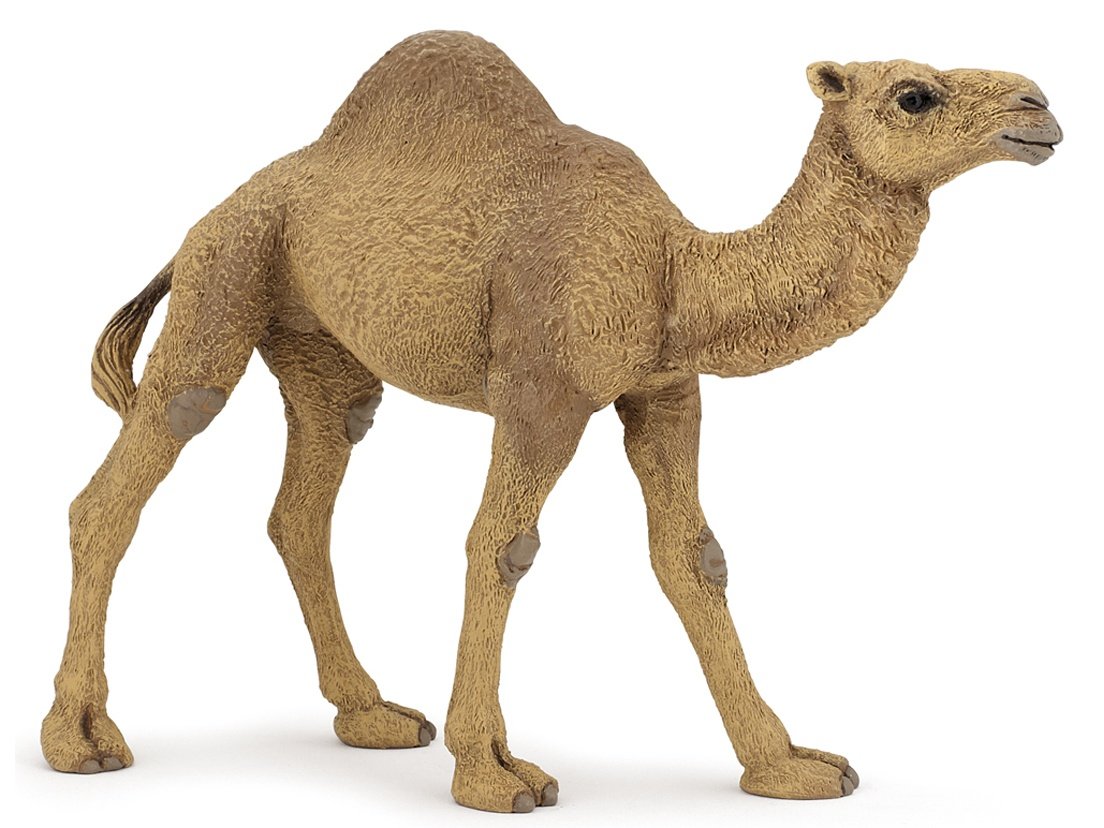 Стадо верблюдов