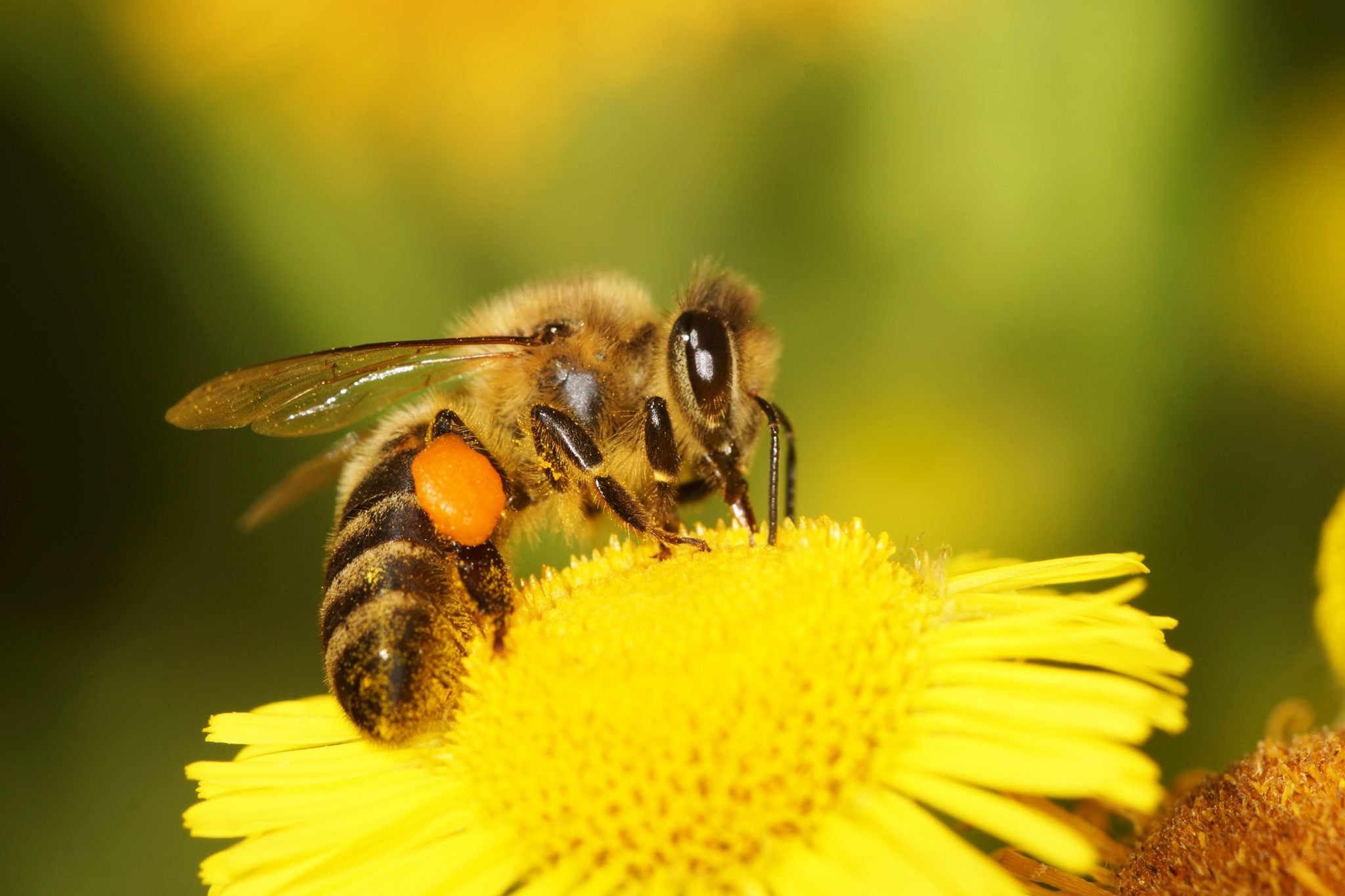 Пчелы пьют весенний. Пчела. Пчелы и мед. Медовая пчела. Красивая пчела.