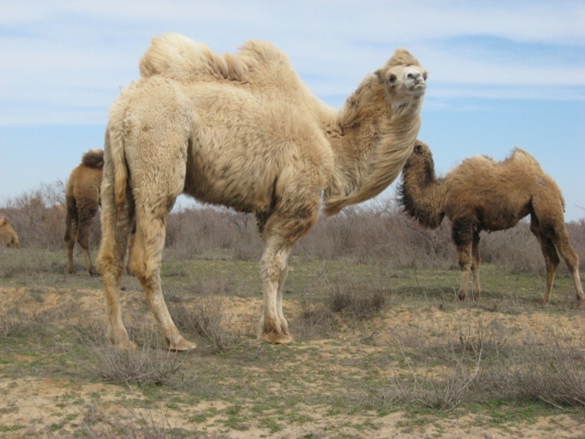 Дромадер и бактриан
