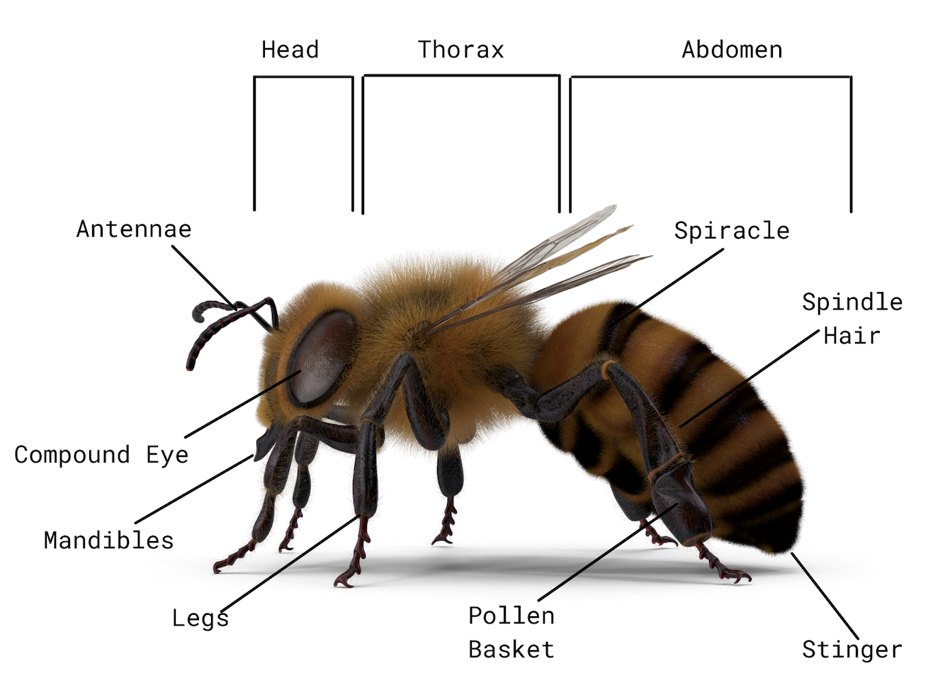 Анатомия пчелы. Анатомия пчелы медоносной. Строение пчелы медоносной. Медоносная пчела схема. Окраска тела пчелы