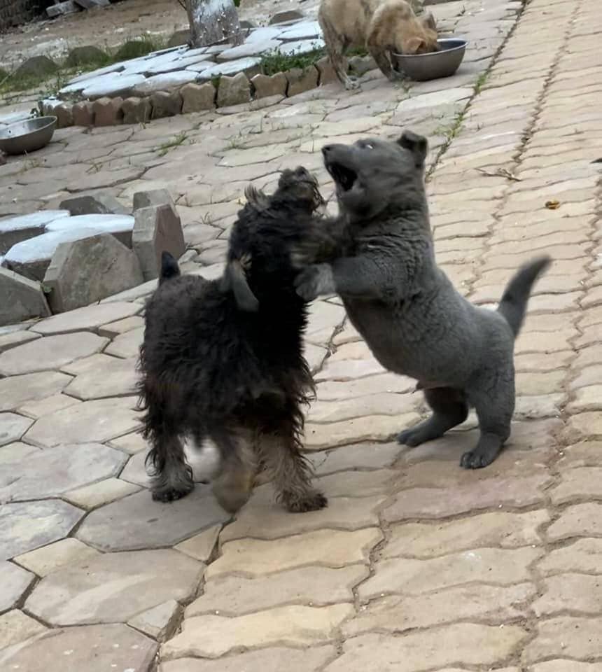 Котопес порода