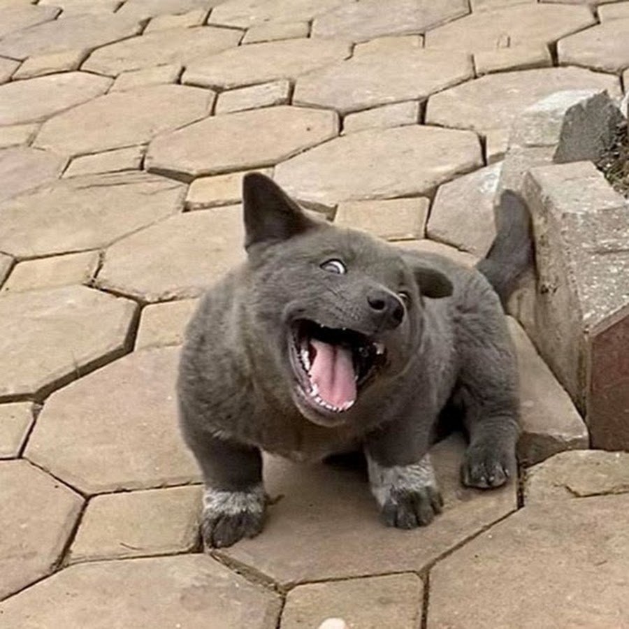 Кошки и собаки