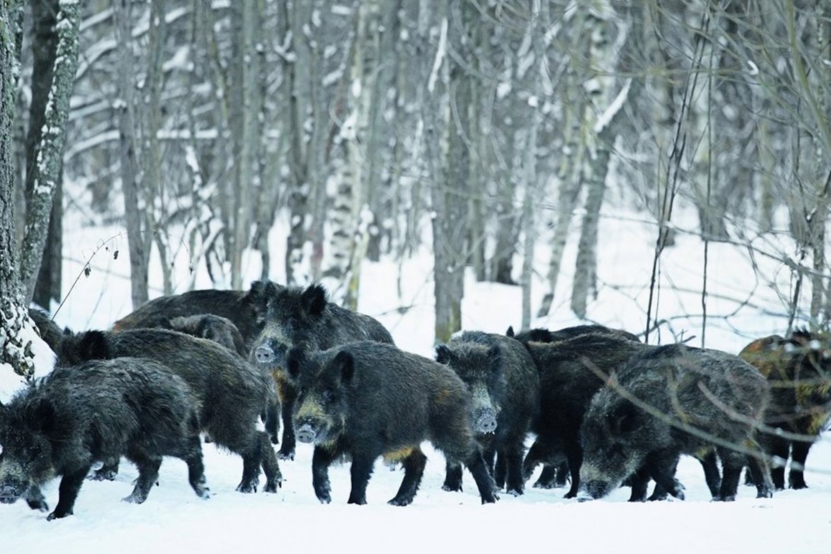 Кабаны в Тульской области
