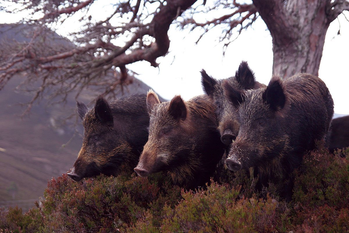 Стая Кабанов