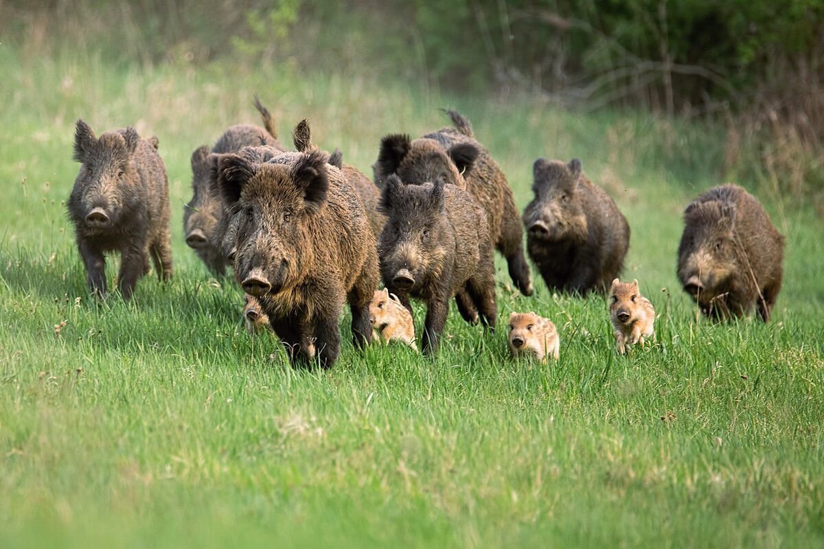 Стадо диких Кабанов