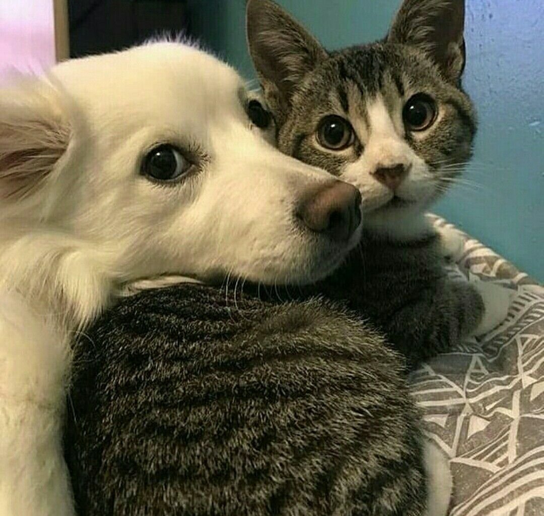 Котопёс порода