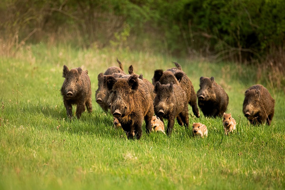 Стадо Кабанов секач