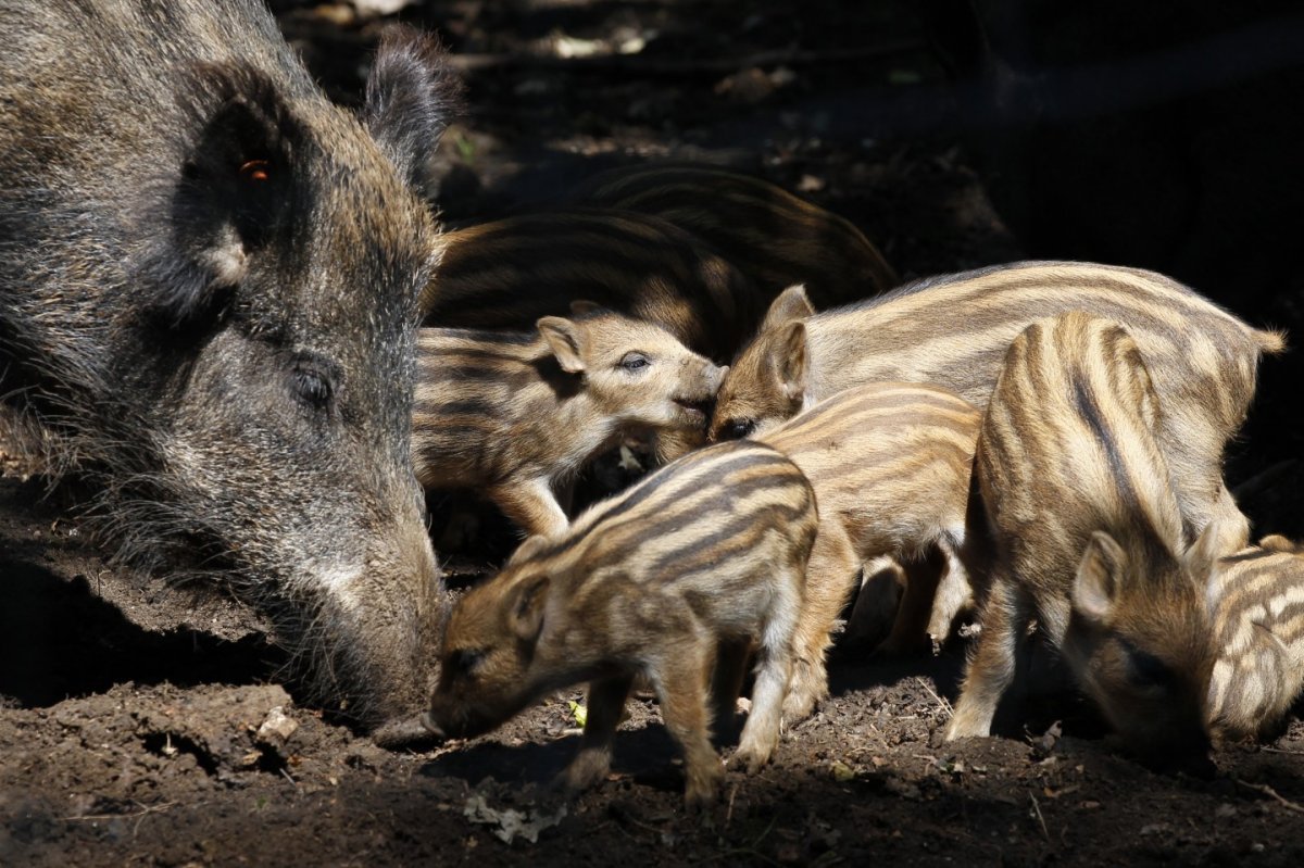 Стадо Кабанов