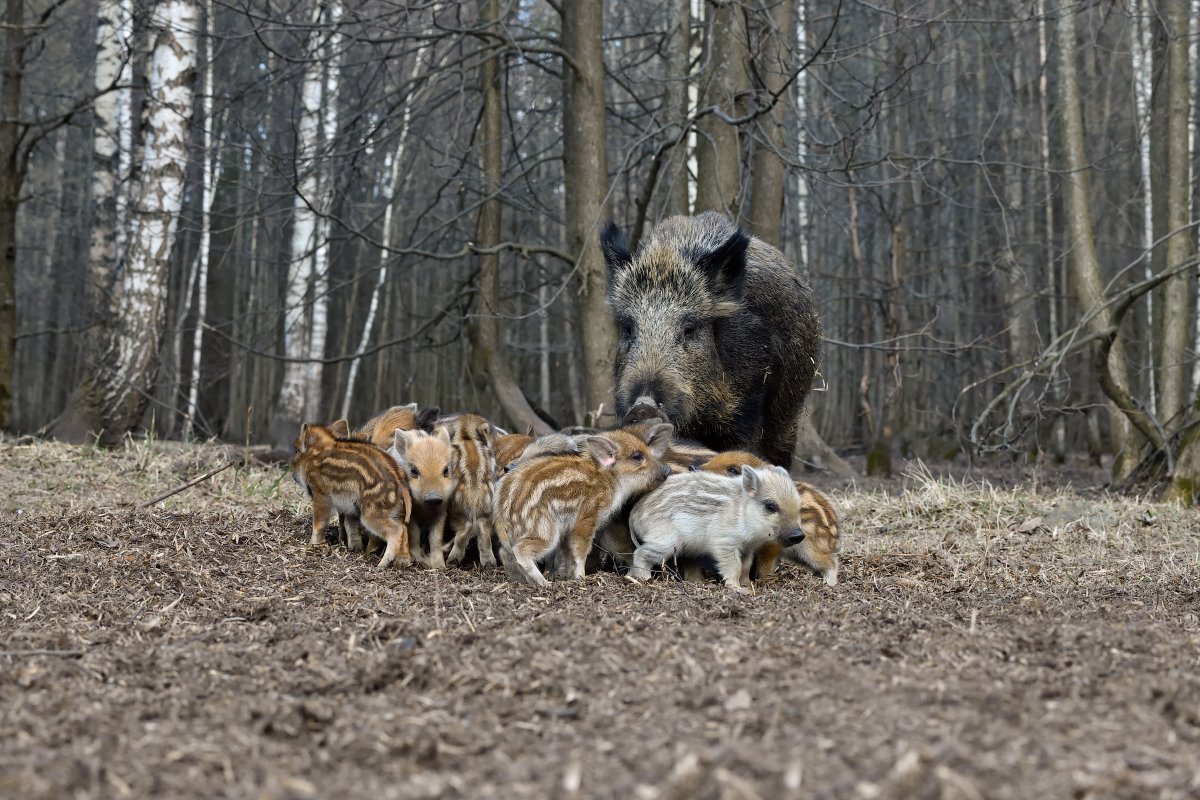 Кабан весной