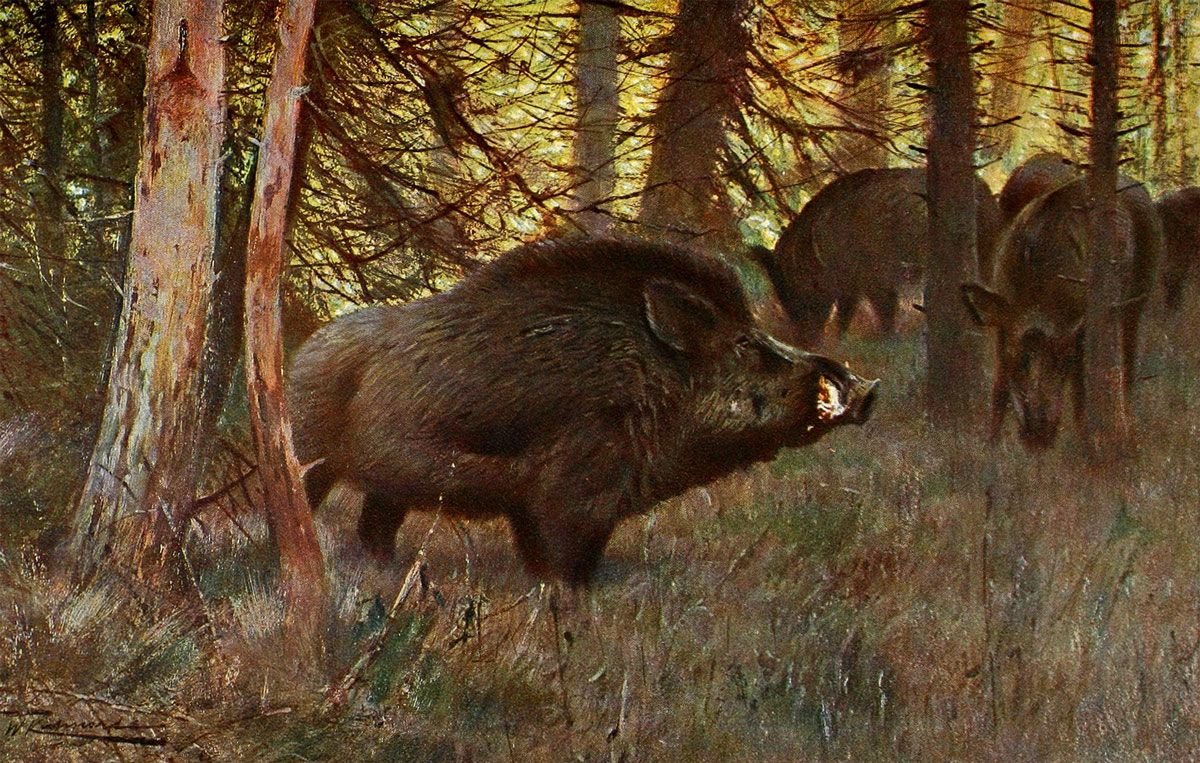 Лось Вильгельм Кунерт