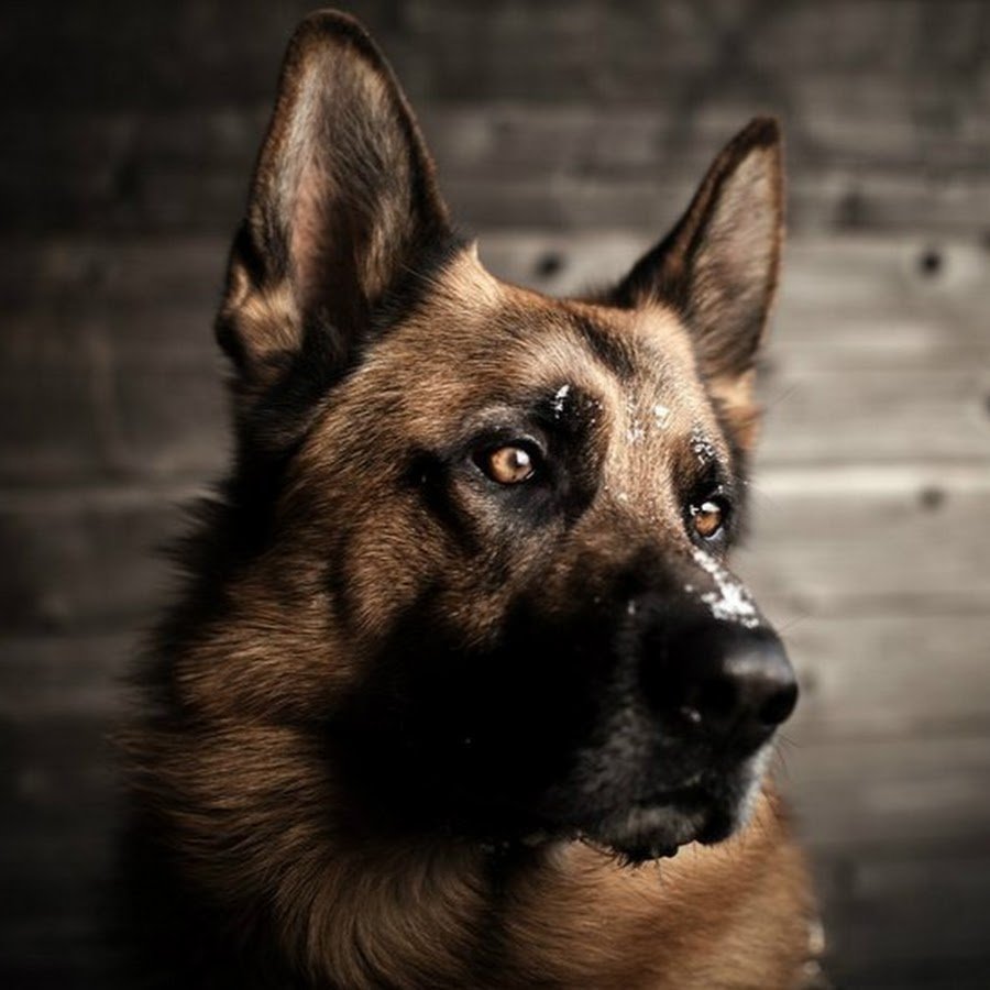 Немецкая овчарка с высунутым языком