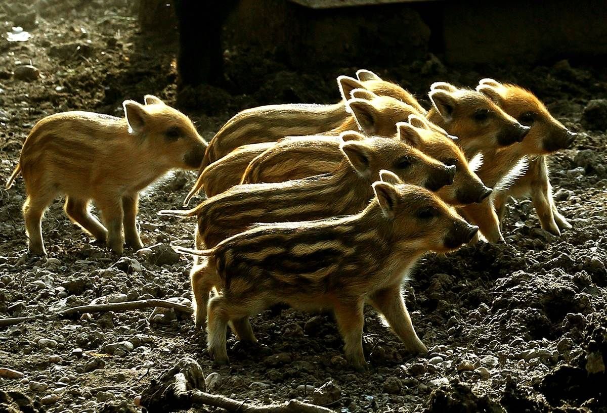 Много диких Кабанов это