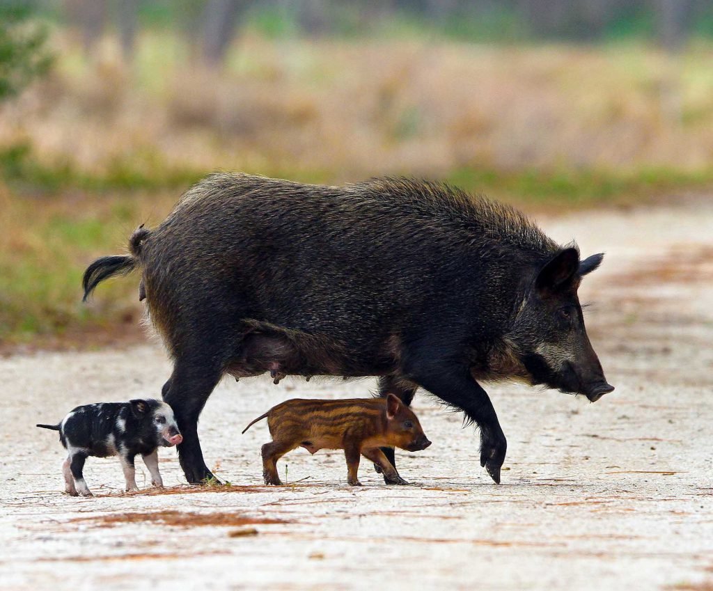 Кабан кабаниха кабанчик